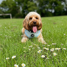 Load image into Gallery viewer, Daisy Adjustable Harness