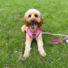 Load image into Gallery viewer, Pink Hearts Dog Collar