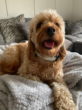 Load image into Gallery viewer, Daisy Dog Collar