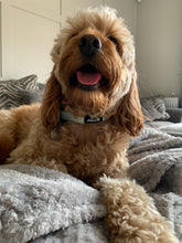 Load image into Gallery viewer, Daisy Dog Collar