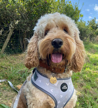 Load image into Gallery viewer, Grey Hearts Adjustable Harness