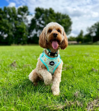 Load image into Gallery viewer, Dinopaws Adjustable Harness