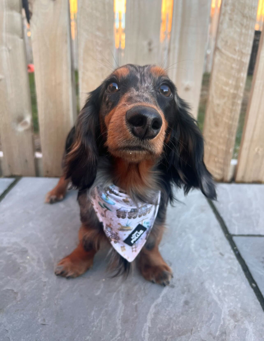 Safari Dog Bandana