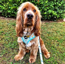 Load image into Gallery viewer, Dinopaws Dog Lead
