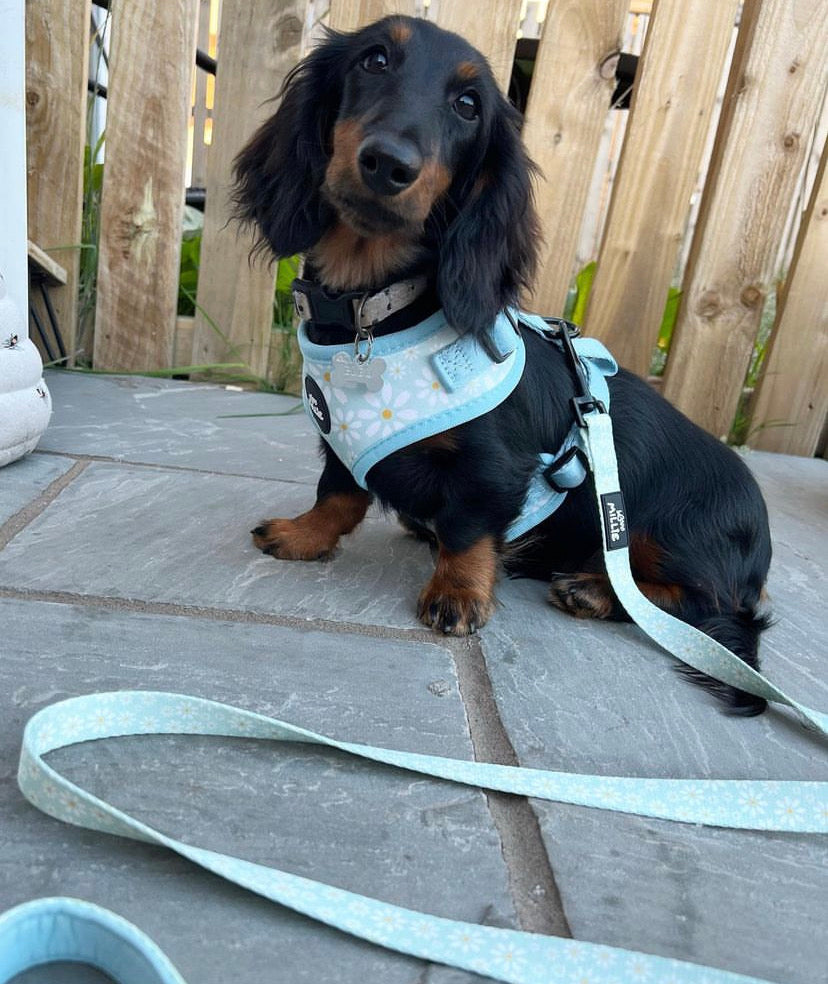 Daisy Dog Lead