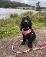 Load image into Gallery viewer, Pink Hearts Dog Lead

