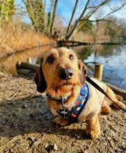Load image into Gallery viewer, Puppy Potter Dog Lead
