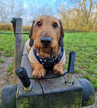 Load image into Gallery viewer, Puppy Potter Adjustable Harness
